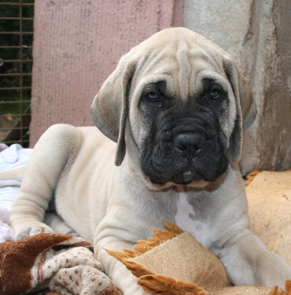 Jimmy-the-heartbreaker De La Villa Bel Air