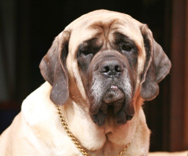 CH. Flagrans mon evidence du Ranc de bannes